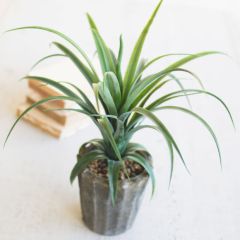 Decorative Potted Aloe Plant