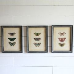 Butterfly Collection Wall Art Set of 3