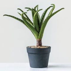 Potted Artificial Aloe Plant
