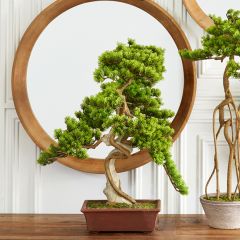 Potted Decorative Bonsai Tree
