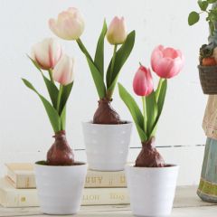 Potted Tulip Bulb Set of 3