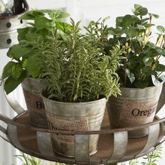 Assorted Herbs in Tin Planter Pot Set of 4