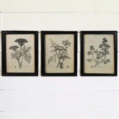 Black and White Botanicals Prints Set of 3