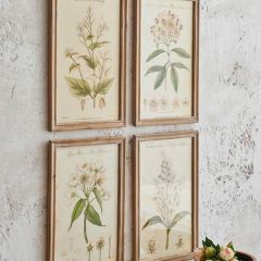 Botanical Framed Print Set of 4