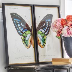 Framed Beautiful Butterfly Print Set of 2