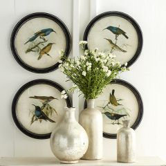 Round Framed Bird Print Collection Set of 4