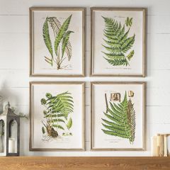 Framed Fern Botanical Prints Set of 4