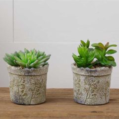 Potted Succulent Set of 2