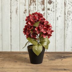 Simple Potted Hydrangea Set of 2