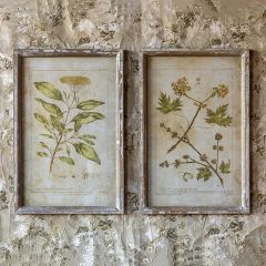 Tranquil Beauty Framed Botanical Prints Set of 2