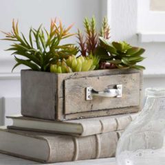 Succulents In Planter Drawer
