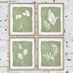 Botanical Framed Print Collection Set of 4