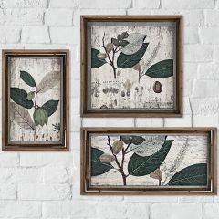 Framed Botanical Print Collection Set of 3