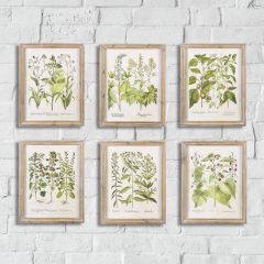 Fir Wood Framed Botanical Prints Set of 6