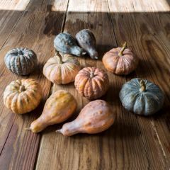 Decorative Pumpkin Gourd Collection Set of 10