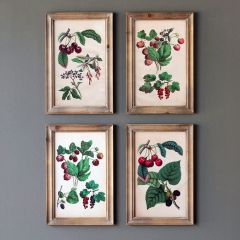 Cherry Botanical Framed Print Collection Set of 4