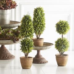 Podocarpus Topiary With Pot Set of 3