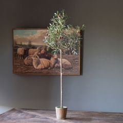 Potted Tabletop Olive Tree Topiary
