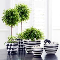 Boxwood Topiaries in Patterned Pots Set of 2