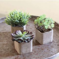Artificial Succulents In Terracotta Pots Set of 3