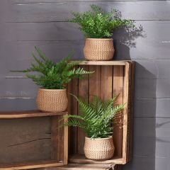 Assorted Potted Fern Set of 3