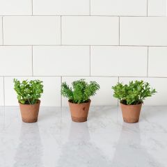Assorted Potted Herbs Set of 3