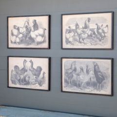 Framed Canvas Poultry Prints Set of 4