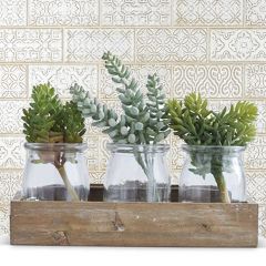 Succulents In Glass Jars And Wooden Tray Set of 4