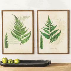 Vintage-Inspired Framed Fern Prints Set of 2