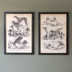 Canine Species Framed Wall Art