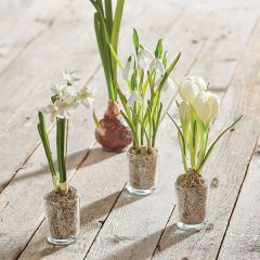 Winter Flowers in Glass Vases Set of 3