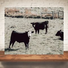 Curious Cows Print Wall Art