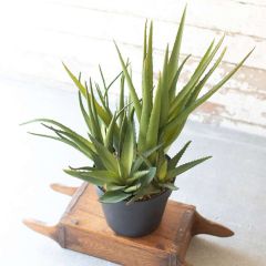 Potted Faux Aloe Cluster
