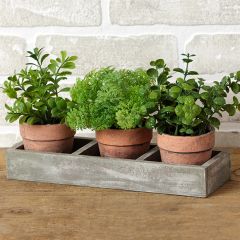 Herb Pots in Wooden Tray