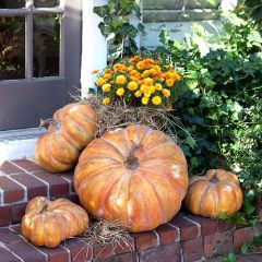 Decorative Fall Pumpkin Family
