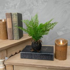 Decorative Faux Fern With Root Ball