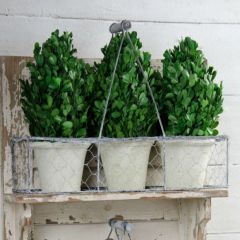 Wire Basket With 3 Potted Boxwood Cones