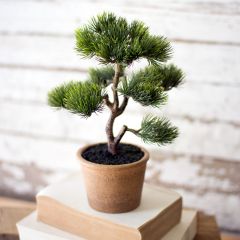 Mini Potted Pine