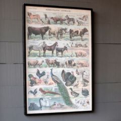 Domestic Animal Framed Canvas Print