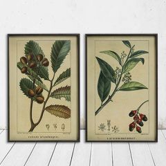 Reproduction Botanical Print Wall Art Set of 2
