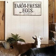 Farm Fresh Eggs Canvas Wall Sign