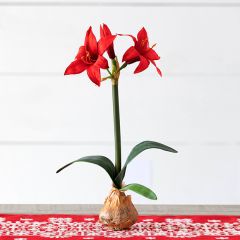 Faux Bulb Potted Red Star Amaryllis