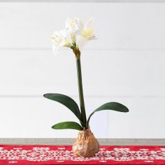 Faux Bulb Potted White Star Amaryllis
