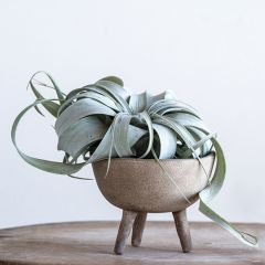 Footed Terracotta Planter Pot Distressed Cream