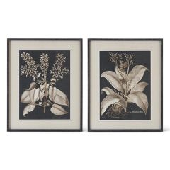 Framed Black and White Olive Print Set of 2