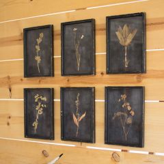 Framed Botanical Print Collection Set of 6