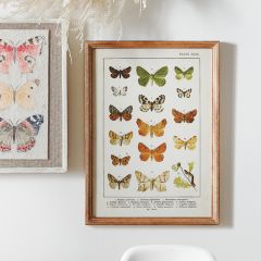 Framed Butterfly Chart Print