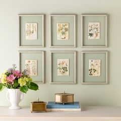 Framed Garden Floral Botanical Print Collection Set of 6