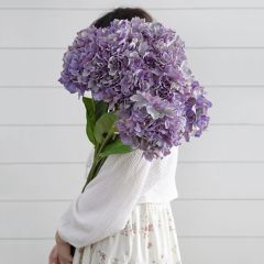 Lovely Lavender Hydrangea Stem Set of 3