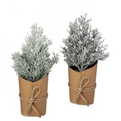Paper Wrapped Frosted Cedar Seedling Set of 2